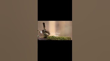 الَّذِينَ صَبَرُوا وَعَلَىٰ رَبِّهِمْ يَتَوَكَّلُونَ سورة العنكبوت الشيخ عبدالرحمن مسعد