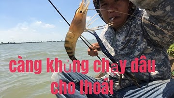 Fishing- Câu tôm Sông Hậu.trúng con nước.Tôm ăn lia lịa.làng bè cái đôi