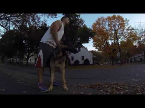 german-shepherd-training---walking-on-the-leash-with-americas's-canine-educator