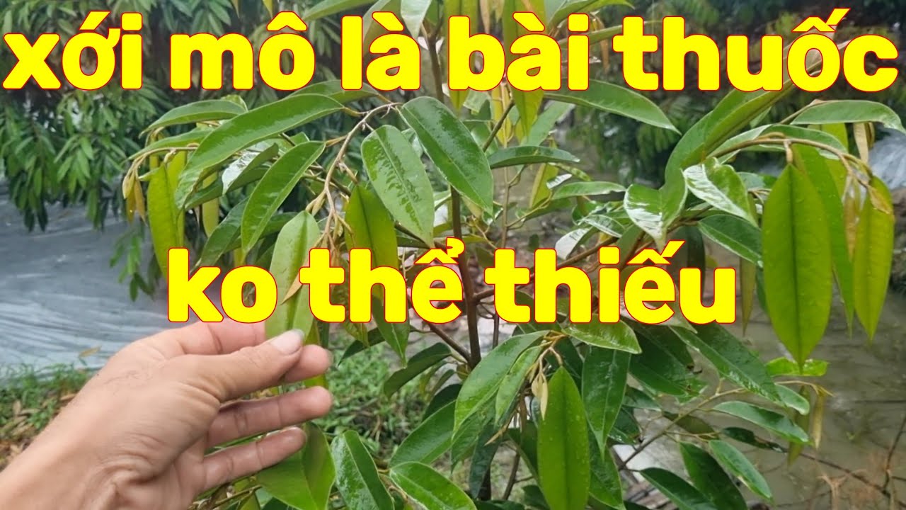 cách khắc phục cây sầu riêng chậm phát triển sầu riêng blackthorn d200