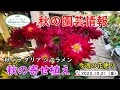 今週の花便り #13【2022.10.21】秋の寄せ植え情報！　秋バラ　ダリア　シクラメン　などなど