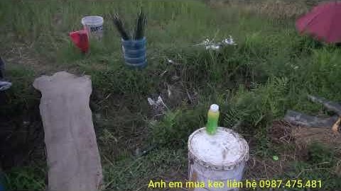 Bẫy vạc bằng keo loại 1 đánh đêm cực hiệu quả