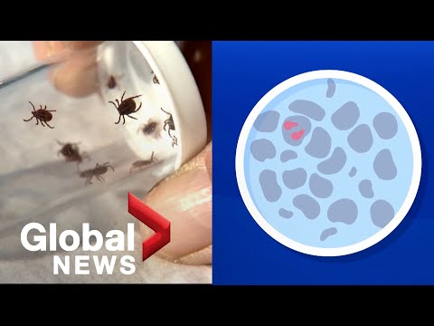Babesiosis: What you should know about the tick-borne illnesses on the rise