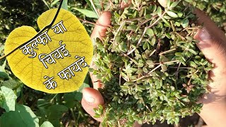 चौलाई की भाजी Purslane Leaves | कुलफा | चिवई | Grandma home remedies for weight loss चौलाई ची भाजी