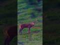 Hunting nightvision pard roebuck hunt hunter jagd jger huntinglife deere