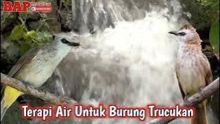 AMPUH MEMBUAT TRUCUKAN CEPAT ROPEL  || TERAPI AIR BURUNG TRUCUKAN