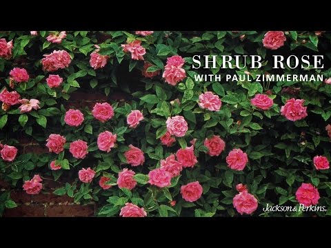 Shrub