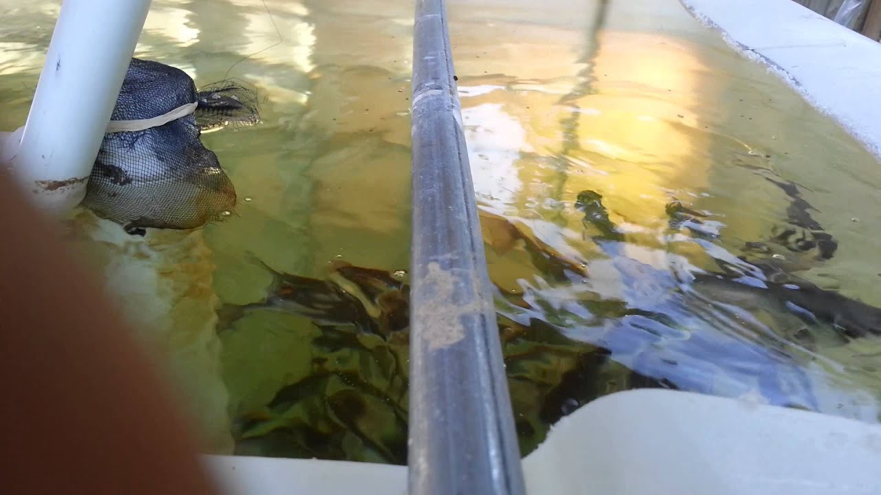 5 Aquaponics Feeding Catfish YouTube