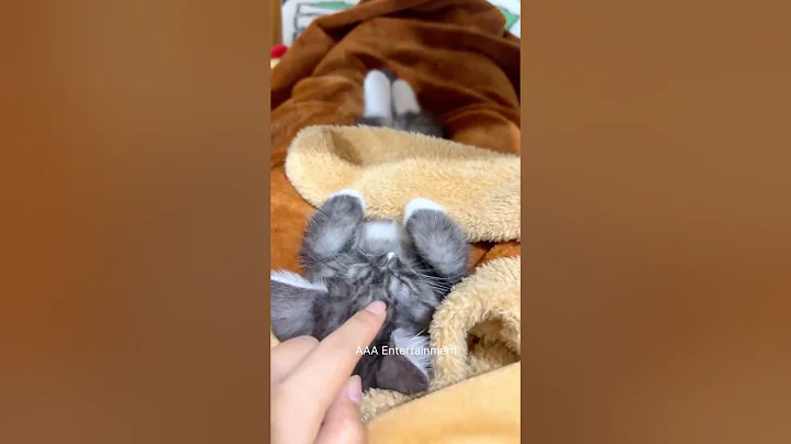 Video 10673231: cat pets cute animals, cat pets love animal, cat cute funny pet