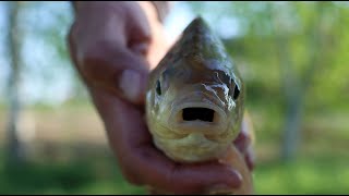 Поклёвки карася на дикаре, рыбалка на донную снасть by Юг Fishing 28,584 views 1 month ago 34 minutes