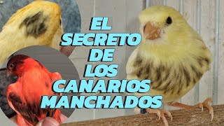 ¿POR QUÉ LOS CANARIOS MANCHADOS ESCONDEN UN SECRETO? Analizamos una genética curiosa