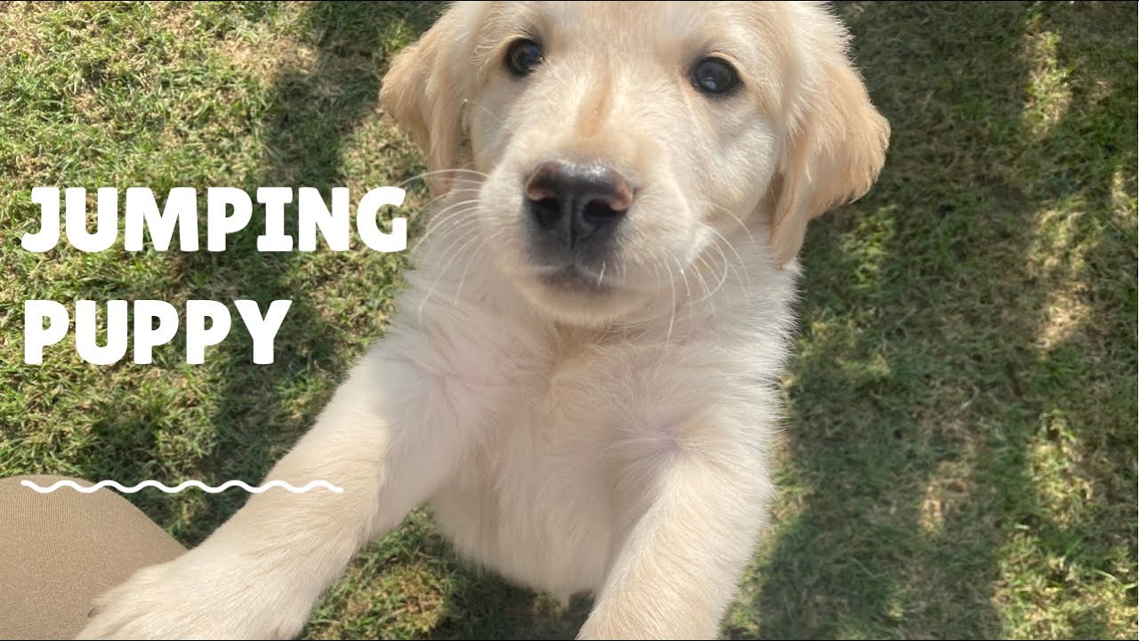 Jumping Puppy Golden Retriever Cute Dog Videos Funny Dog Videos Untrained Puppy Failed Dog Training Youtube