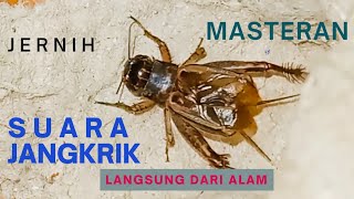 Suara Jangkrik Masteran