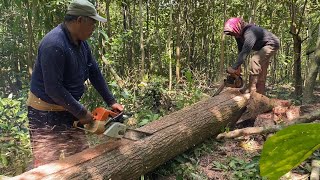 Expensive Wood !!! Tebang kayu mahoni bulat 300 chain saw teknik dari negara industan