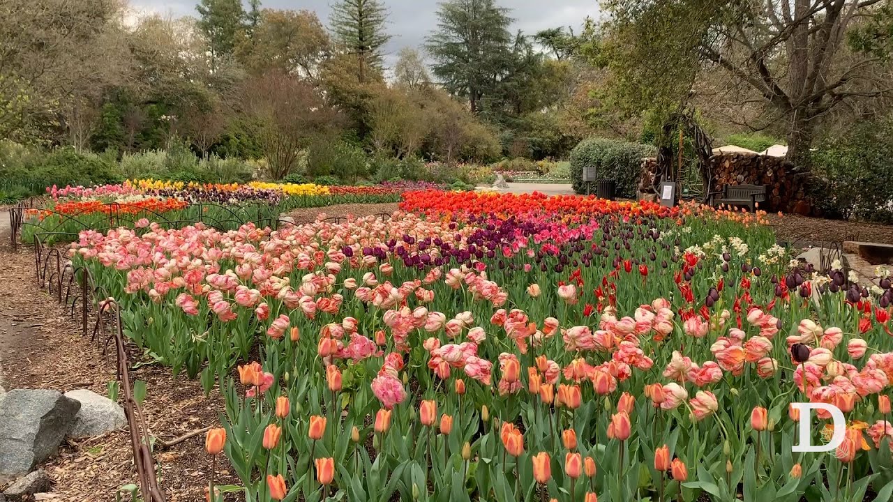 Tulip tour