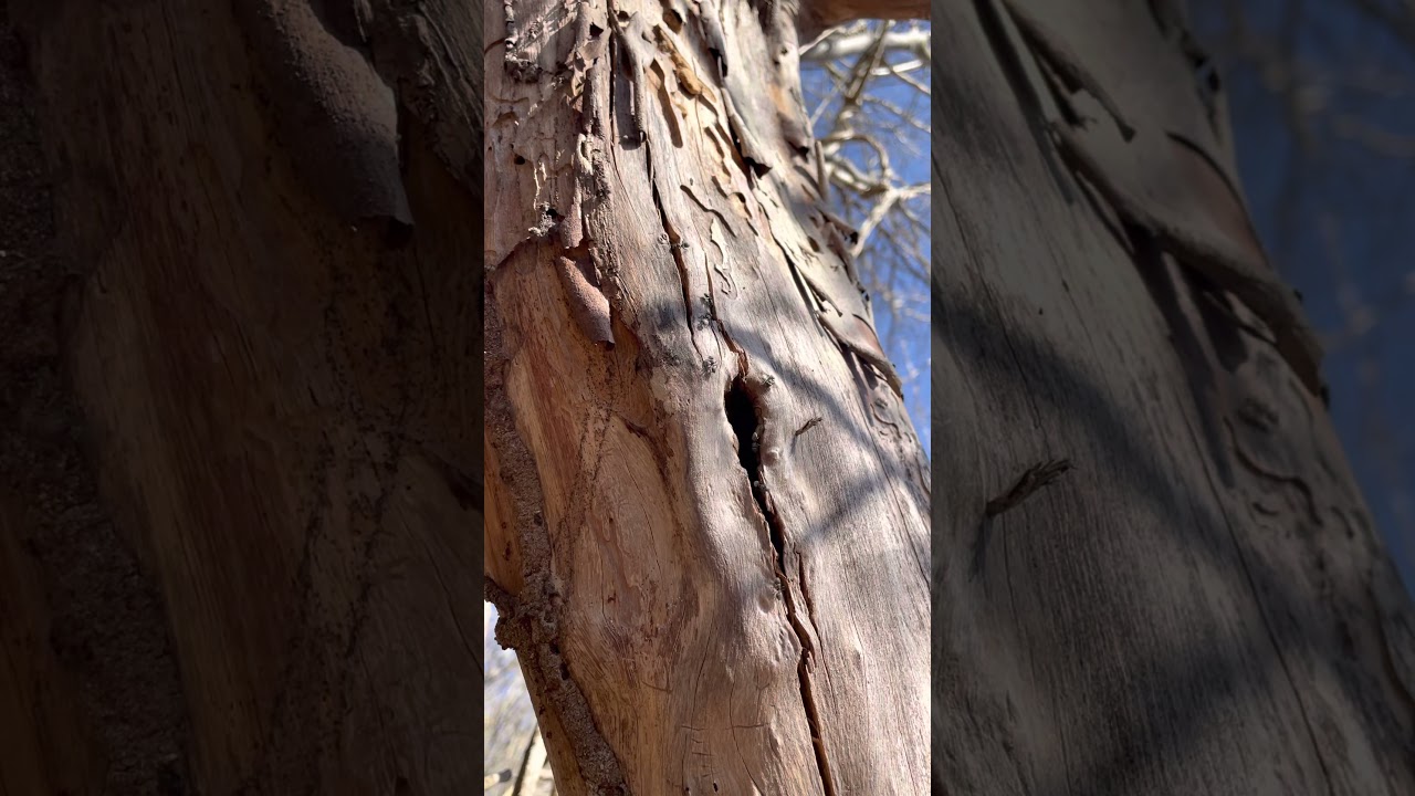 Turtle ants 2 March 2021