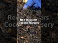 Red Wigglers Cocoon Nursery | Vermicomposting #vermicomposting
