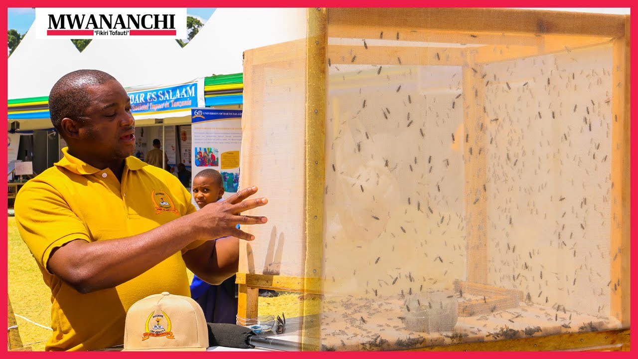 Maajabu ya Nzi Chuma wanaofugwa Morogoro kwaajili ya CHAKULA, 