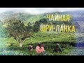 Чайная фабрика на Шри-Ланке. Как делают Цейлонский чай? Чайные плантации и водопад Рамбода