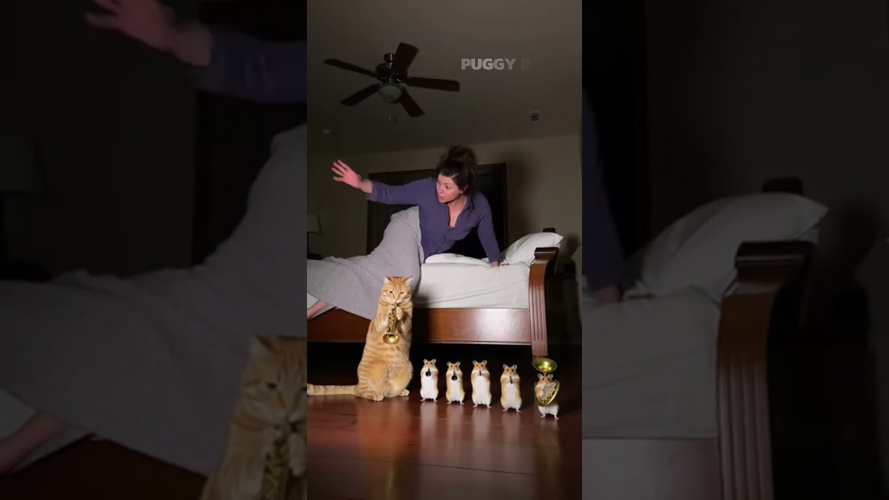 The fat orange cat is leading the band in a performance tonight. 