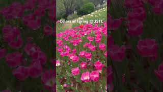 Colors of spring at USTC university 💕💕 #china