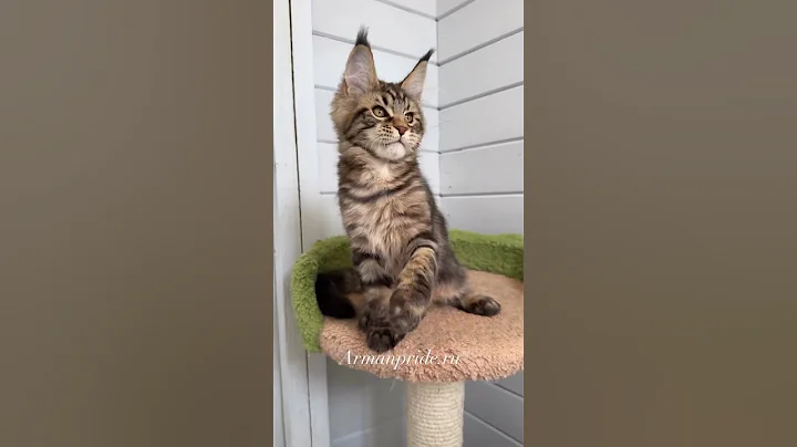 Watch the video about Handsome boy Orville 🥰 More info 👉on the cattery&rsquo;s website Armanpride.ru