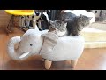 ゾウさんが気に入って入り浸っているねこ。-Maru spends much time in the elephant.-