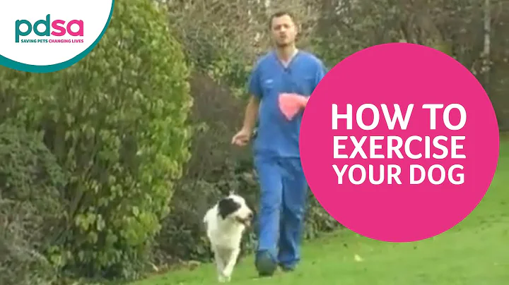PDSA Vet Advice: How To Exercise Your Dog