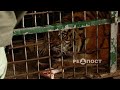 Тигр из харьковского Экопарка эвакуирован в Днепр