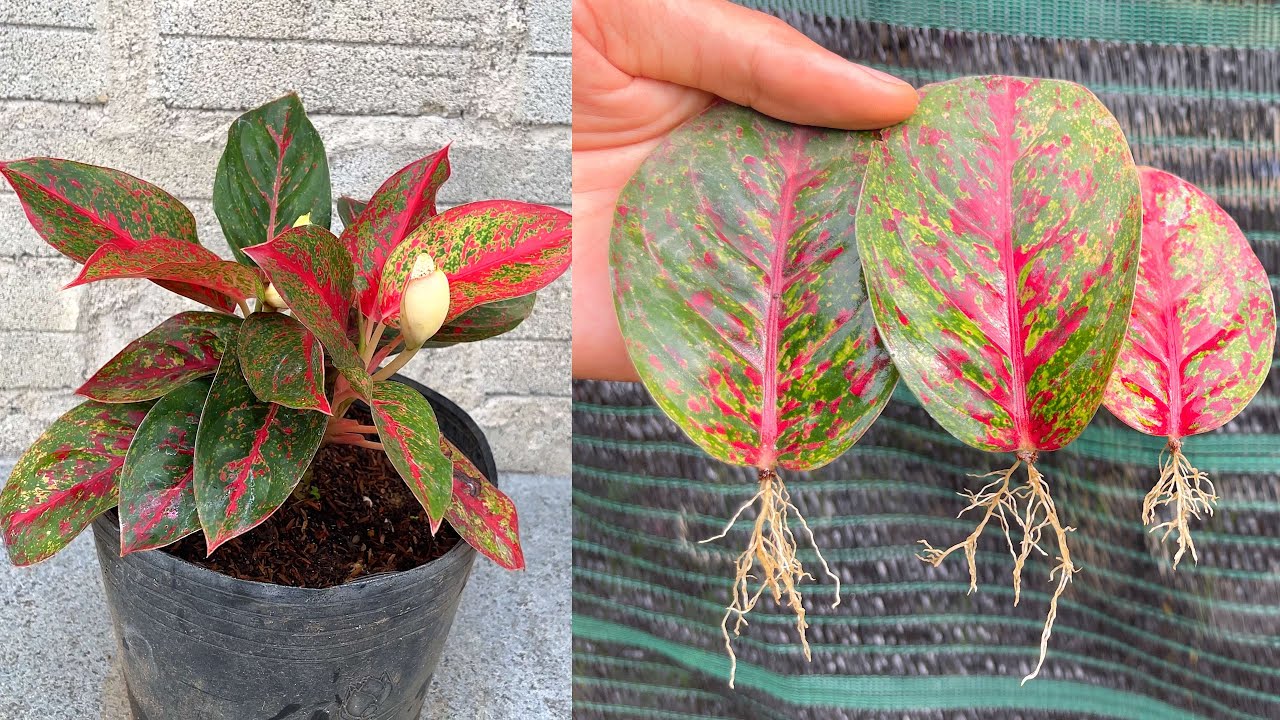 How to grow Aglonema plants with leaves in the garden YouTube