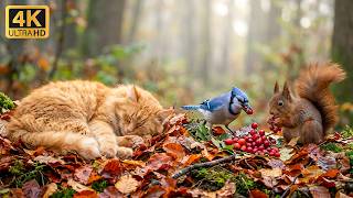 Calming Videos for Cats - Red Squirrel Adventures at autumn leaf pile 4K