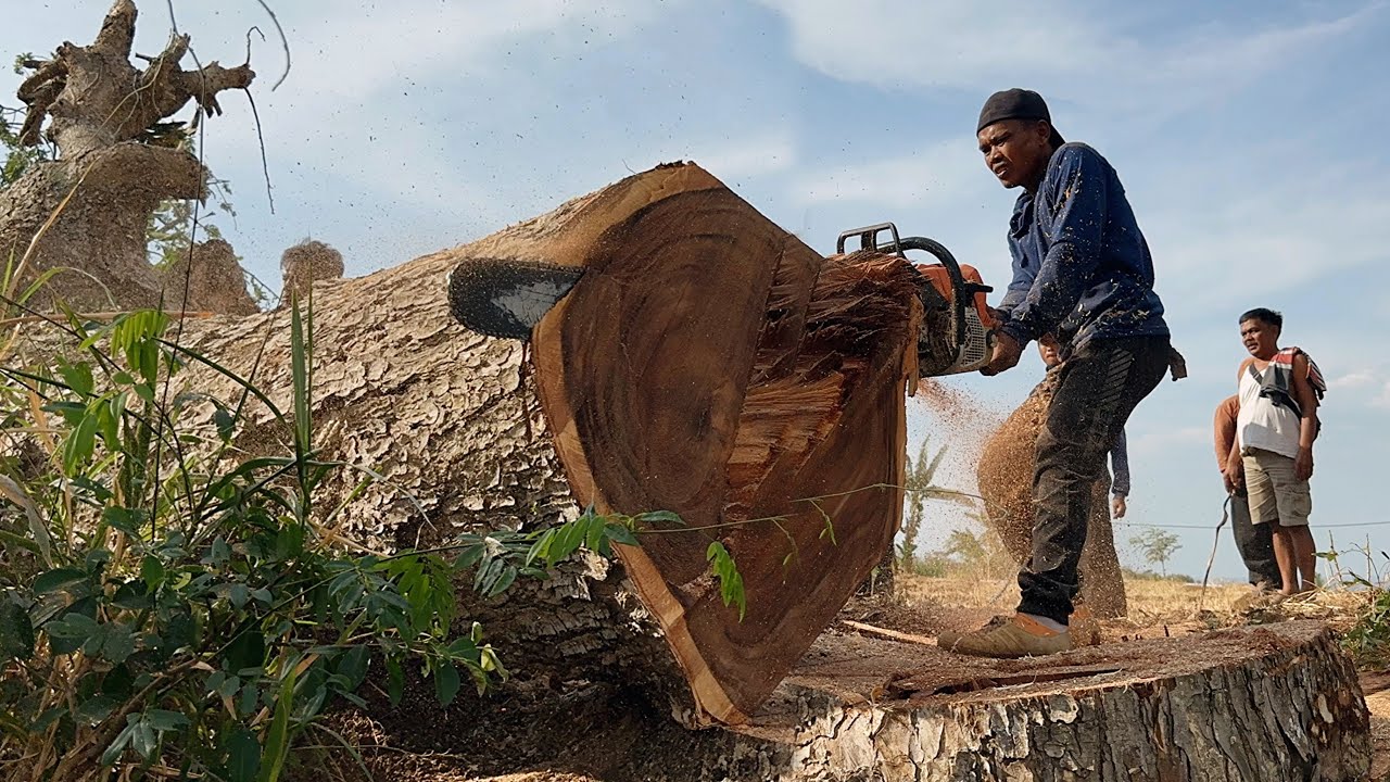 Unbelievable skills ‼️ Cut down 2 old trees on rocky ground. - YouTube