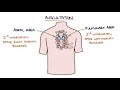 Heart murmurs and heart sounds visual explanation for students