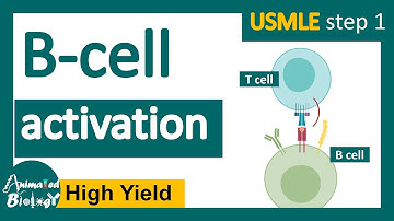 B cell activation | USMLE step 1 revision playlist | immunology