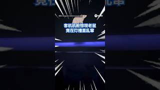 美国捷蓝航空(JetBlue)班机机舱里疑现鼠踪。疑似老鼠藏身行李舱上方灯槽内爬行的视频,上传社交媒体后迅速引发关注。航空公司随后公开致歉,并要求乘客提供班机资料展开调查。#8视界新闻网