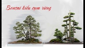 Thế cây cảnh bonsai - Bonsai cụm rừng