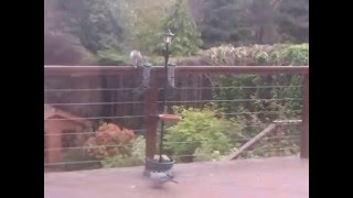 Crafty Squirrel Defeats Squirrel Proof Bird Feeder