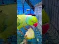 beutiful parrot food 😋🥑 #lifeisbutadream #cutebird #follow #birds #parrotlover #cuteparrot #shorts