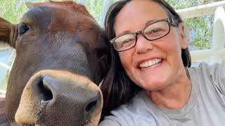 The Gentle Barn and How Hugging a Cow Can Be Therapeutic