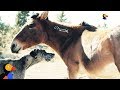 Great Dane Dog Befriends Wild Horses | The Dodo