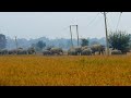 Wild Elephants Are Passing Through Paddy Field