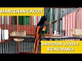 Burung Mantenan Gacor Mp3 - Mp4 Download
