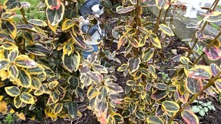 Golden Euonymus, Prune to Size - November 21
