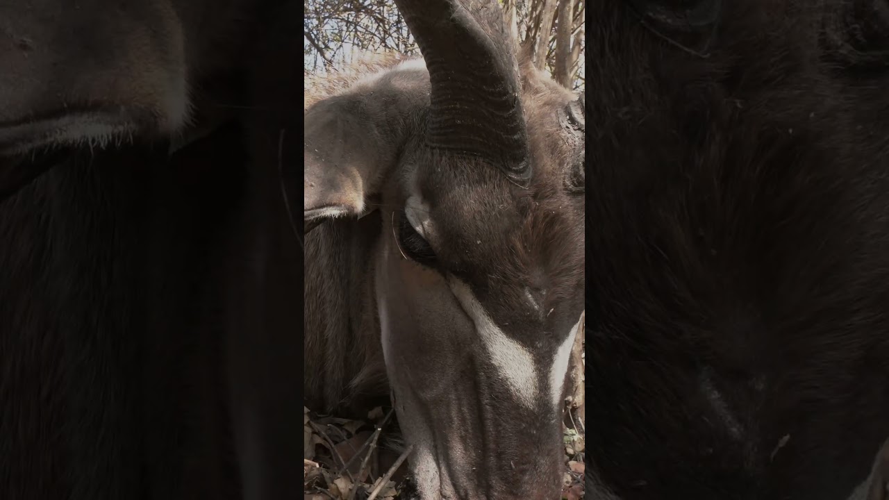 Hunting Kudu