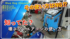 Blue Dog Channel Youtube