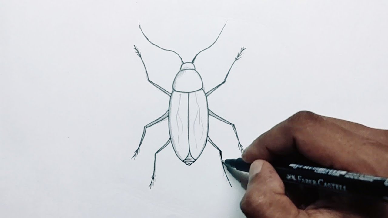 Premium Vector  Cockroach insect pest realistic vector sketch illustration