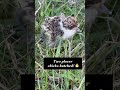 Two Plover Chicks Hatched on Our Property 🥹🐥