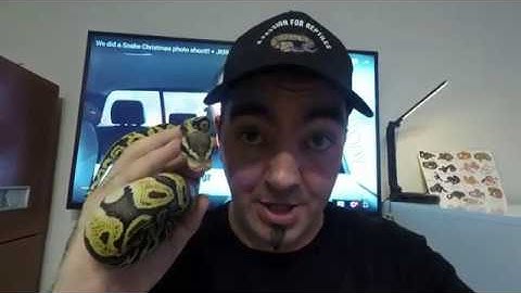 Classic BP Morphs - GHI Pastel Jungle