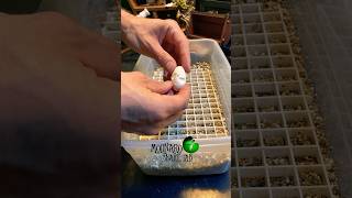 ?Building an egg box? molinarosnakelab shorts snakes ballpython royalpython snakebreeding