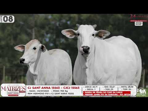 LOTE 08   CJCJ 15563